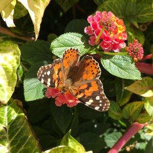 Meet your Posher, Ella